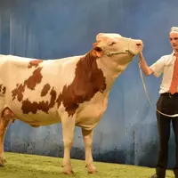 Géorgie, Gaec du Pivert, a raflé 5 prix dont celui de Grande Championne au concours national Montbéliard