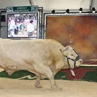 La race Charolaise organise son concours national au Sommet de l’élevage. 500 animaux sont attendus. (Photo d’archives)