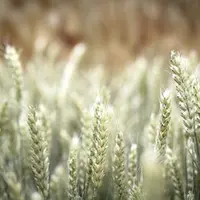 En céréales, la gestion d’une épargne de précaution sera nécessaire pour assurer la pérennité des entreprises.