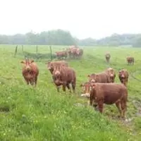 Les orages répétitifs ont gorgé d’eau les prairies et pâtures rendant la récolte de l’herbe compliquée et parfois impossible