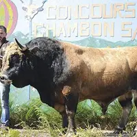 Loïc Lacroix au côté d’Invaincu, son champion né et élevé à la ferme dont la carrure de 1,15 tonne cache un caractère de peluche.