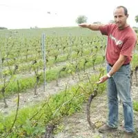 Cédric Chalard  montre  quelle était la hauteur de sa vigne avant que  l’orage de grêle ne hache tiges, feuilles et grappes naissantes.