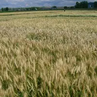 Les céréales bénéficient d’une traçabilité avantageuse pour tous les acteurs de la filière. Ici la parcelle d’essais blé lors des portes ouvertes.