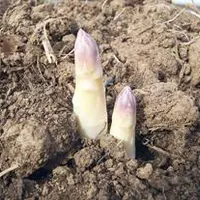 L’asperge, une culture historique dans la plaine de Limagne, dont la
récolte a débuté dès avril.