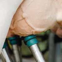 Un éleveur consacre en moyenne plus de 1 000 heures par an à la traite.