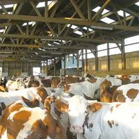 Le bassin Auvergne-Limousin représente 5,6 % de la production nationale.