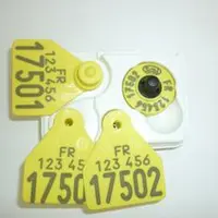Dès la naissance, une boucle électronique est fixée à l’oreille gauche des ovins. Une boucle conventionnelle est ajoutée à l’oreille droite.