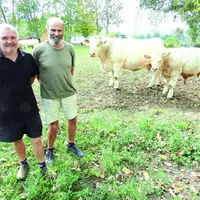 Michel Boileau, président du GIE Charolais Leader aux côtés de Roland Garde qui se souvient : « au départ du GIE, le berceau de la race nous a pris po