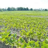 Le stade de développement des betteraves s’étend actuellement de 6 à 16 feuilles selon les parcelles.