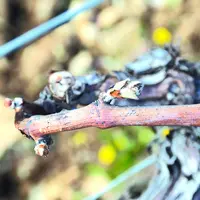 Gel d’un pied de vigne.