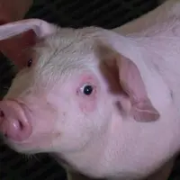Filière porcine
