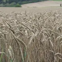 Les conditions climatiques du mois de juillet ont impacté la qualité des blés créant une situation d’incertitude pour les producteurs et Limagrain.