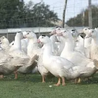 La production du foie gras est encore une fois mise à mal par le bien-être animal.