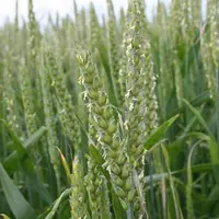 Les blés sont au stade floraison ou s’en rapprochent, une étape sensible où les agriculteurs doivent être vigilants.