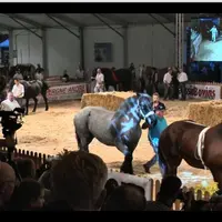 Présentation des différentes races sur le ring.