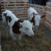 L'Espagne devrait rouvrir ses portes aux échanges d'animaux