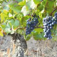 Sécheresse, canicule, grêle auront eu raison de la vigne puydômoise avec des pertes de rendement allant de 50% à 75%.
