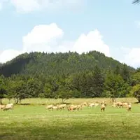 Au pied de la Chaîne des Puys, les aubracs broutent l’herbe verdoyante, pour le maintien des paysages et le plus grand bonheur des visiteurs.