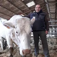 Tony Liège, éleveur de vaches charolaises, souhaite alerter les éleveurs sur la nécessité de faire vacciner les troupeaux pour lutter contre la BVD.