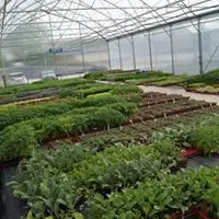 La nouvelle serre accueille aujourd’hui près de 60.000 plants