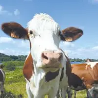 La Montbéliarde est économiquement plus rentable que la Prim’Holstein et les éleveurs ne sont plus les seuls à le dire !