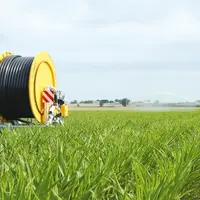 Les maïs semences, comme les blés, ont subi un enchaînement agro-climatique qui n’a pas joué en leur faveur.