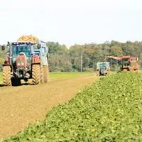 L’arrachage des betteraves sucrières ont débuté en septembre et se poursuivent malgré les orages de la semaine passée.