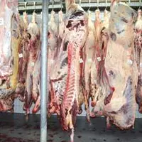 L’abattoir d’Ambert renforce son process pour plus de qualité