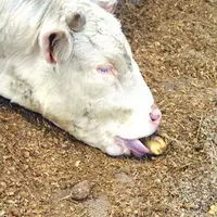 « L’étranglement reste un risque très modéré. Les vaches croquent les pommes de terre au même titre qu’une betterave », note Benoît Rouillé de l’Insti