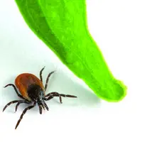 Les tiques sont le premier vecteur de maladies animales dans le monde, le deuxième pour les maladies humaines après le moustique.