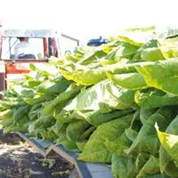 La production de tabac d’Auvergne-Rhône-Alpes suffirait largement à couvrir les besoins d’une cigarette régionale.