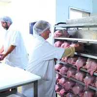 Les éleveurs abattent, découpent et conditionnent eux-mêmes leurs volailles en plus de gérer leur propre abattoir.