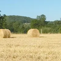 Les premières moissons montrent des rendements en grains corrects mais pas en paille.