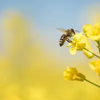 Les abeilles peuvent de nouveau butiner à la faveur de températures plus clémentes et des premières floraisons