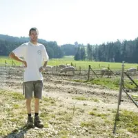 Fort d'une expérience en engraissement, acquise sur l'exploitation familiale, Ludovic Pitavy élève en plein air des porcs qui seront labellisés «Porcs