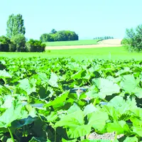 Champs légumes