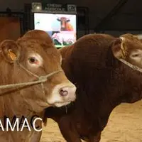 Les 5, 6 et 7 octobre prochains, 450 animaux sont attendus dans le cadre de la tenue au Sommet de l’élevage du concours national Limousin.