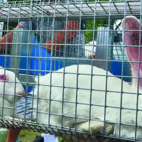 Lapins dans une cage