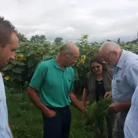 Néfaste pour l'agronomie, l'ambroisie est également préjudiciable aux abeilles.