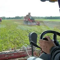 Les EDT ont entamé la dernière campagne d’arrachage de betteraves entre sens du devoir et désarroi.