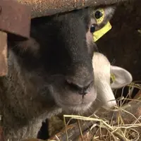 Aide pour la production ovine