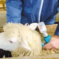 La Fnsea souhaite un aménagement du protocole de vaccination pour ne pas pénaliser la circulation des animaux.
