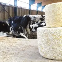 Le CIF encourage et aiguille les producteurs de lait AOP Cantal à poursuivre leurs efforts dans la quête
d’une production économe et de qualité.