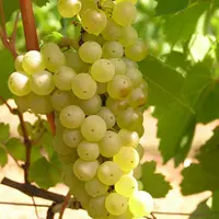 Chardonnay