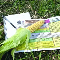 Par rapport à 2020, les dates de récolte du maïs ensilage accusent un retard d'une dizaine de jours.