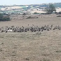 A Ardes-sur-Couze, Nicolas Buffay, éleveur allaitant, a saisi avec son objectif  la présence de cette colonie de vantours.