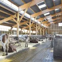 Au Gaec de Pierre Blanche, les éleveurs ont fait le choix d’un bâtiment logettes, plus cher qu’une aire paillée mais plus économe en paille.