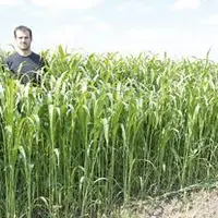 Le sorgho, semé fin juillet, a connu une croissance fulgurante. Mathieu Trillon ne pensait pas que le dérobé atteindrait une telle végétation.