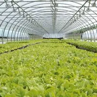 La production de tabac poursuit sa baisse. Face à ce constat alarmant, les industriels du tabac décident de soutenir les producteurs à hauteur de 600