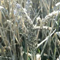Le retard des moissons affecte la qualité des céréales, comme sur ces épis de blé en Limagne Sud.